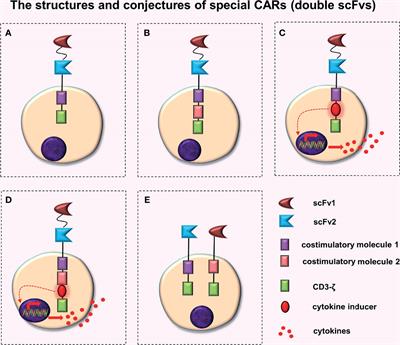 Special Chimeric Antigen Receptor (CAR) Modifications of T Cells: A Review